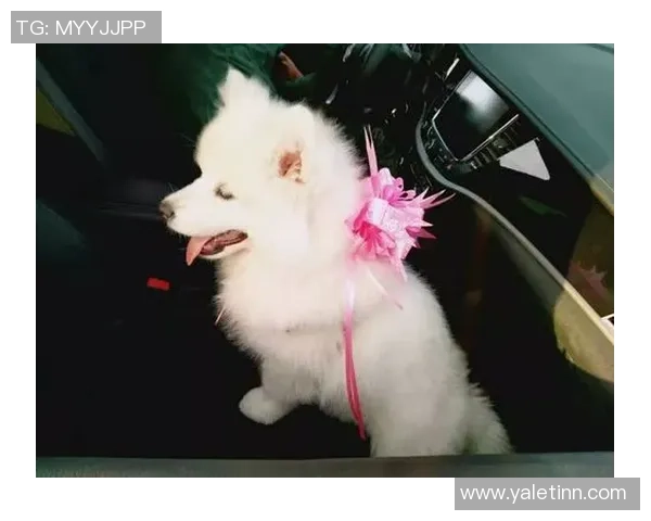 足球明星与宠物的温馨时刻：他们的生活与赛场之外的情感纽带